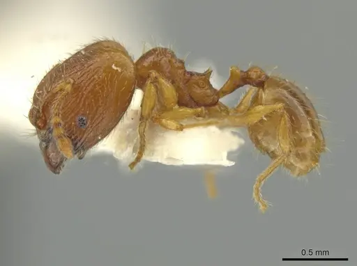 Pheidole quadriceps - JTLC000016505