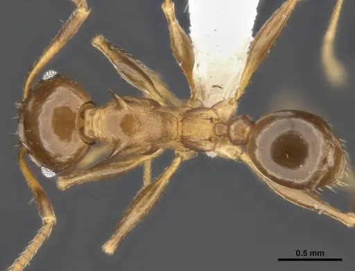 Pheidole quadricuspis specimen