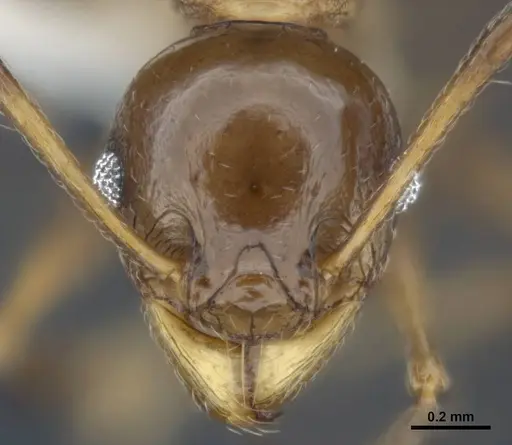 Pheidole quadricuspis specimen