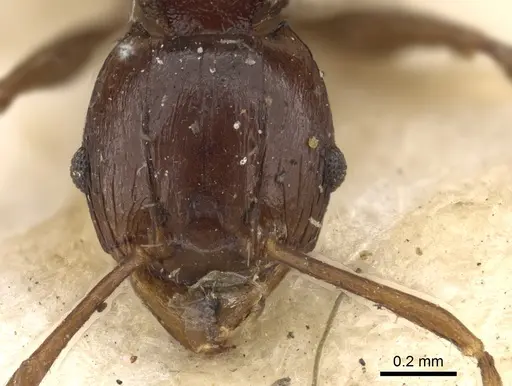 Pheidole quadrispinosa specimen