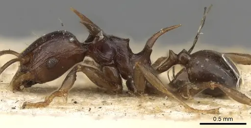 Pheidole quadrispinosa specimen