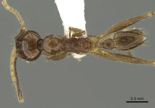 Pheidole quinata specimen