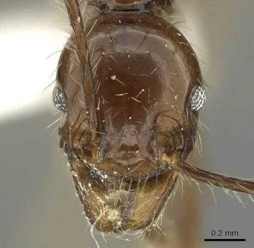 Pheidole quinata specimen
