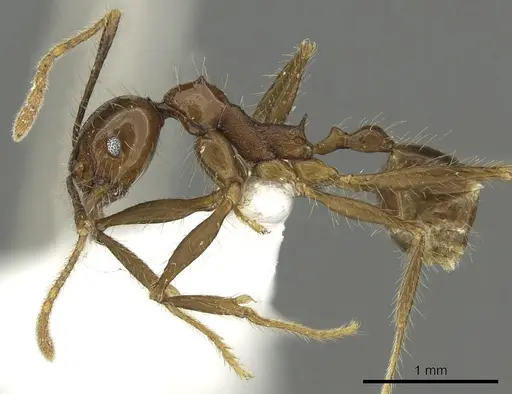 Pheidole quinata specimen