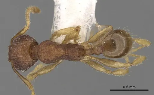 Pheidole rabo specimen