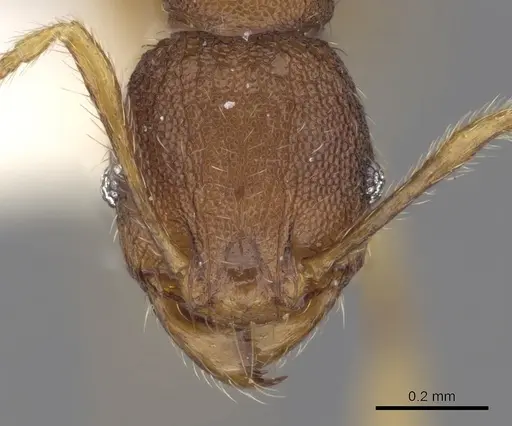 Pheidole rabo specimen