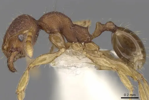 Pheidole rabo specimen