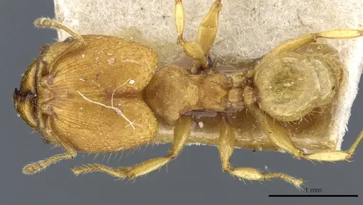 Pheidole rabo - CASENT0904269