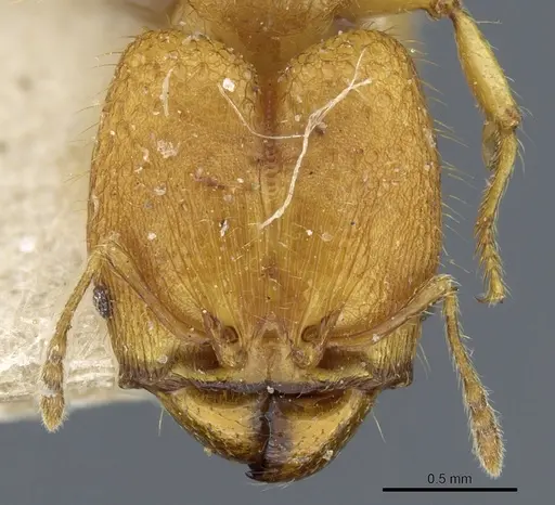 Pheidole rabo - CASENT0904269