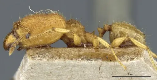 Pheidole rabo - CASENT0904269