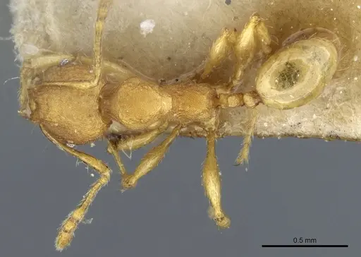 Pheidole rabo - CASENT0904270