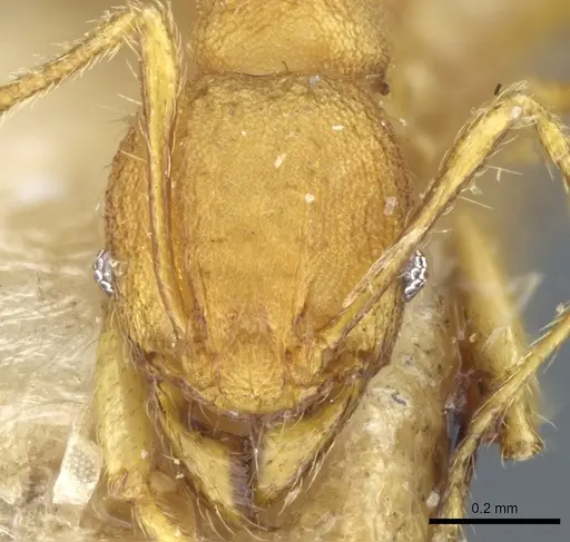 Pheidole rabo - CASENT0904270