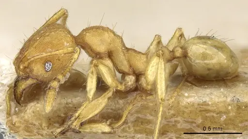 Pheidole rabo - CASENT0904270