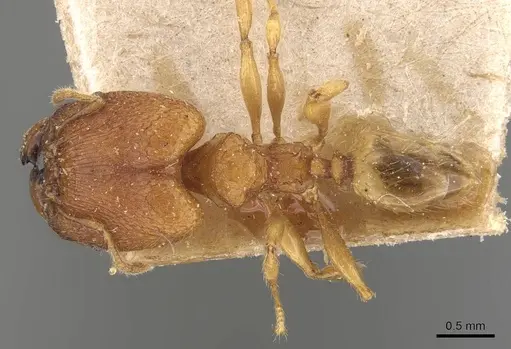 Pheidole rabo - CASENT0907989