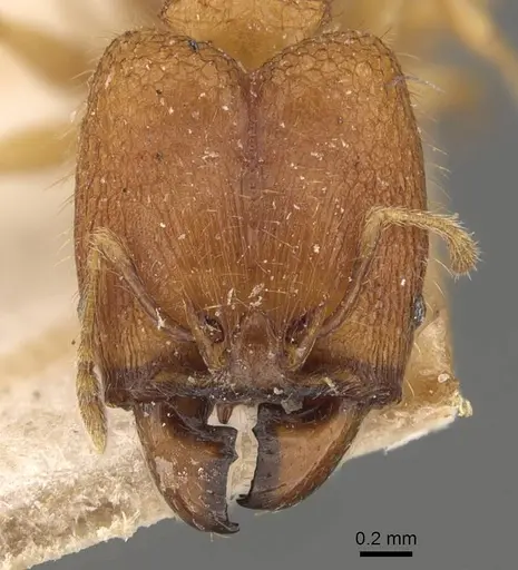 Pheidole rabo - CASENT0907989