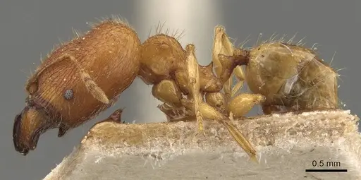 Pheidole rabo - CASENT0907989