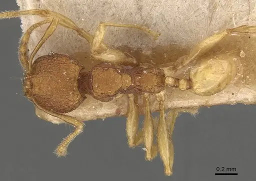 Pheidole rabo - CASENT0907990
