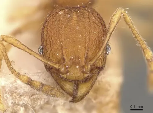 Pheidole rabo - CASENT0907990