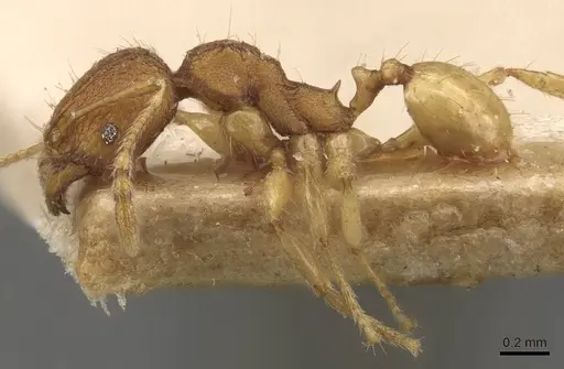 Pheidole rabo - CASENT0907990