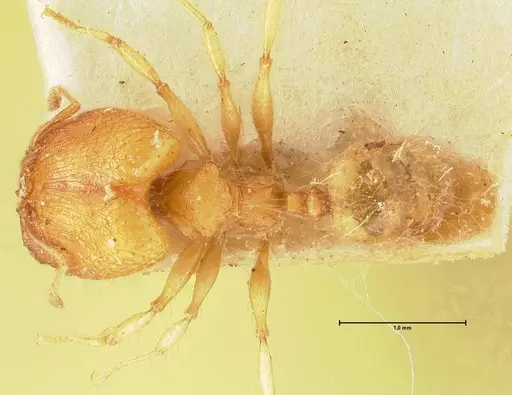 Pheidole rabo - FOCOL1370