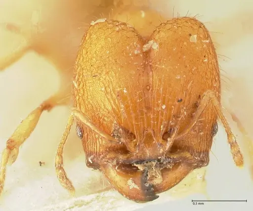 Pheidole rabo - FOCOL1370