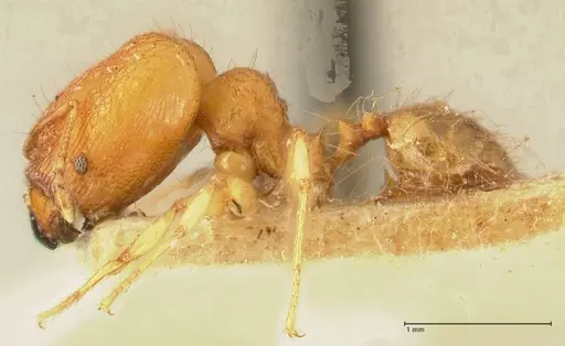 Pheidole rabo - FOCOL1370