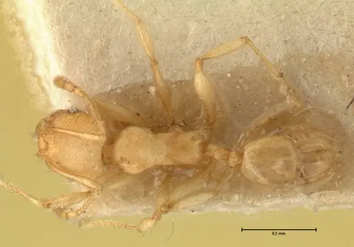 Pheidole rabo - FOCOL1371