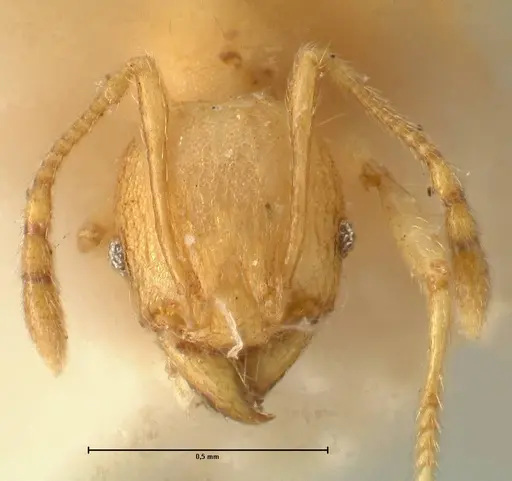 Pheidole rabo - FOCOL1371
