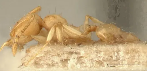 Pheidole rabo - FOCOL1371