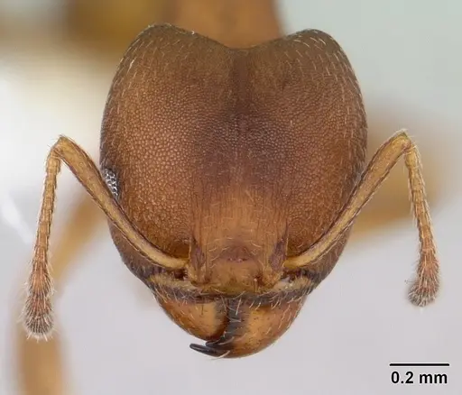 Pheidole radoszkowskii specimen