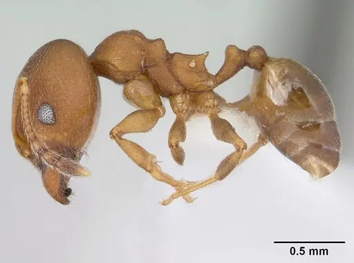Pheidole radoszkowskii specimen