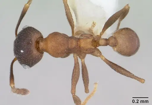 Pheidole radoszkowskii - CASENT0178046