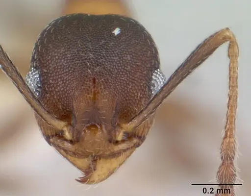 Pheidole radoszkowskii - CASENT0178046