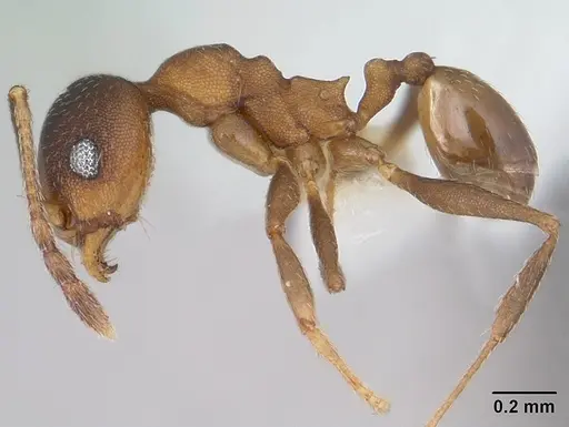 Pheidole radoszkowskii - CASENT0178046