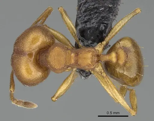 Pheidole radoszkowskii - CASENT0318453