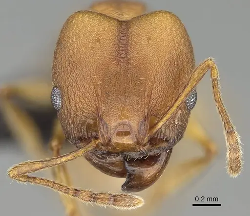 Pheidole radoszkowskii - CASENT0318453