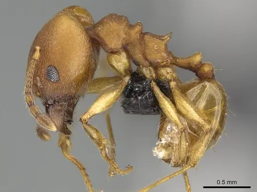 Pheidole radoszkowskii - CASENT0318453