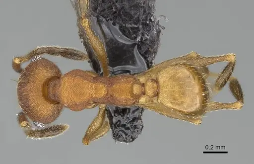 Pheidole radoszkowskii - CASENT0318477
