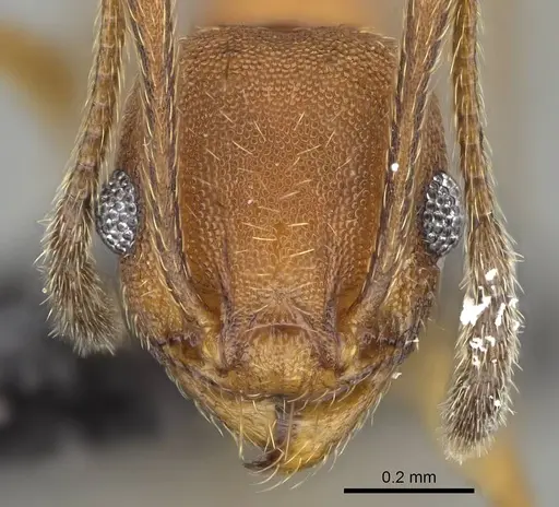 Pheidole radoszkowskii - CASENT0318477