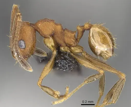 Pheidole radoszkowskii - CASENT0318477