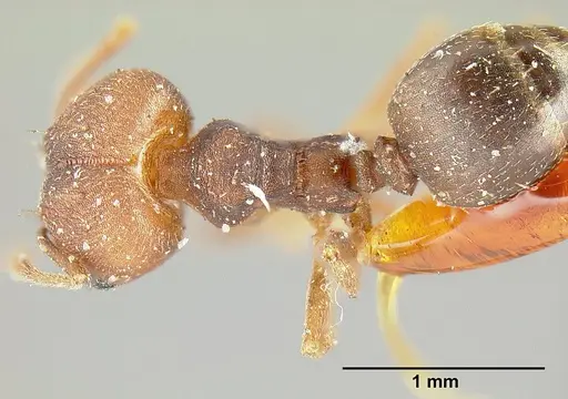 Pheidole radoszkowskii - CASENT0601266