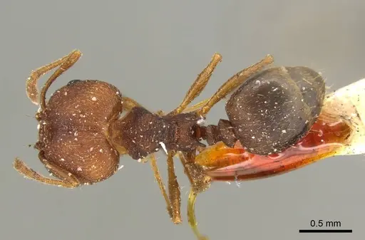 Pheidole radoszkowskii - CASENT0601266