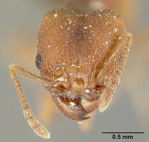 Pheidole radoszkowskii - CASENT0601266
