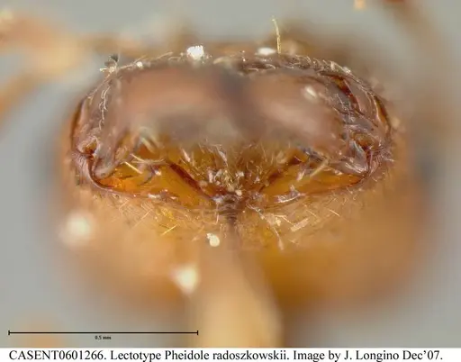 Pheidole radoszkowskii - CASENT0601266