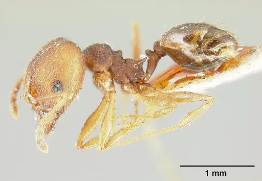 Pheidole radoszkowskii - CASENT0601266