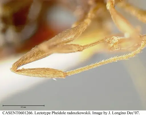 Pheidole radoszkowskii - CASENT0601266