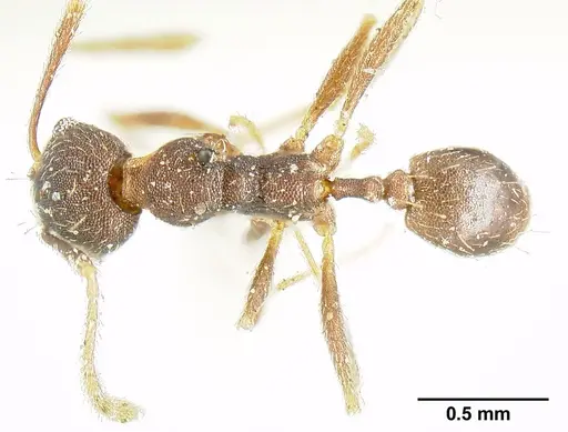 Pheidole radoszkowskii - CASENT0601267