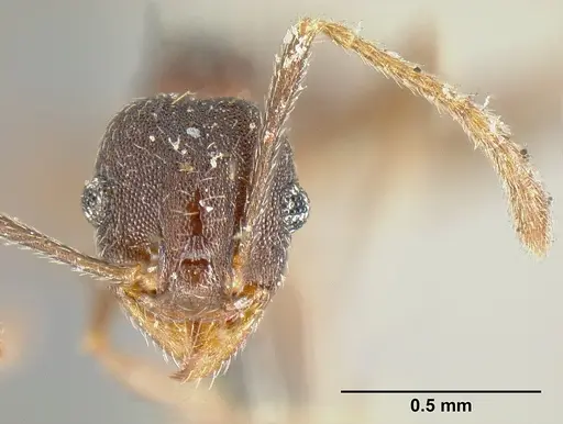 Pheidole radoszkowskii - CASENT0601267