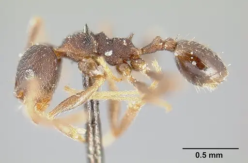Pheidole radoszkowskii - CASENT0601267