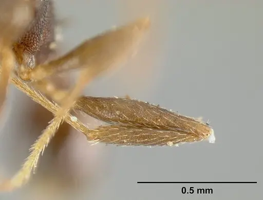 Pheidole radoszkowskii - CASENT0601267